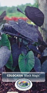 Colocasia Black Magic | 20 pce