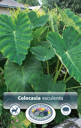 Colocasia esculenta (Elephant Ears) | 17 pce