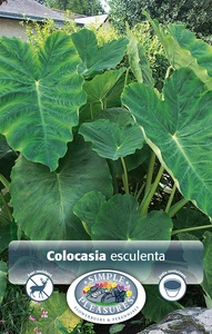 Colocasia esculenta (Elephant Ears) | 20 pce