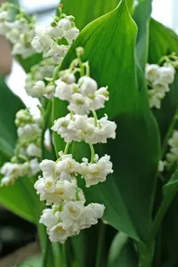 Convallaria majalis Prolificans