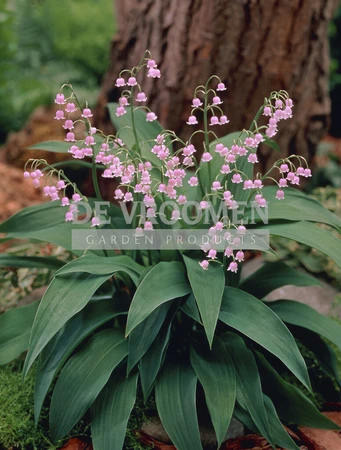 Convallaria Rosea