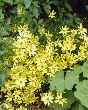 Coreopsis Moonbeam (verticillata)