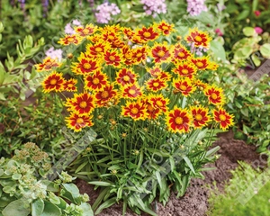 Coreopsis Solar Jewel