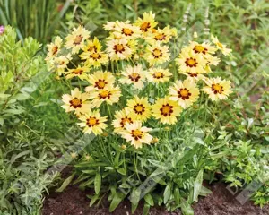 Coreopsis Solar Moon | 250 pce