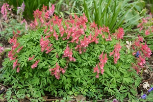 Corydalis Beth Evans