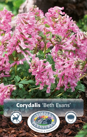 Corydalis Solida Beth Evans | Cappers 10 x 20