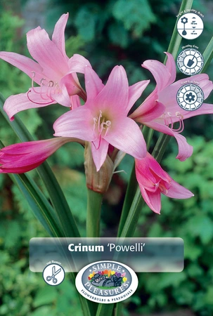 Crinum Powelli | 30 pce