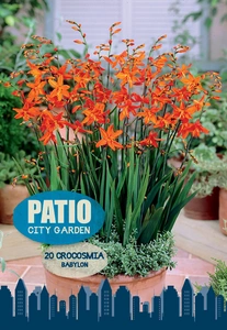 Crocosmia Babylon | Capper 5 x 16