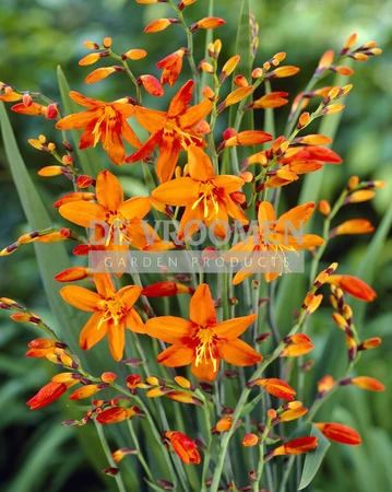 Crocosmia Babylon