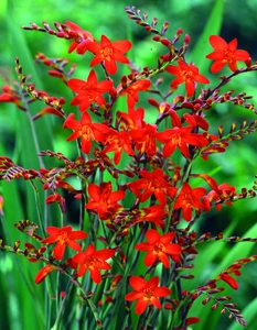 Crocosmia Emberglow