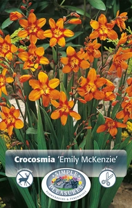 Crocosmia Emily McKenzie | Capper 5 x 16