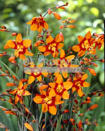 Crocosmia Emily McKenzie