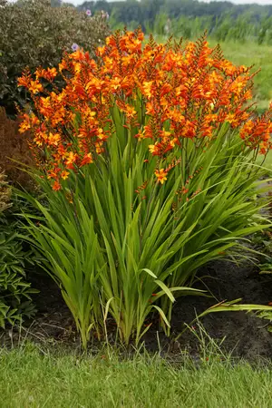 Crocosmia Fire Jumper