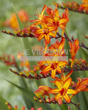 Crocosmia Fire Starter