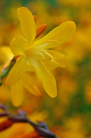 Crocosmia George Davidson