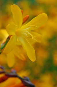 Crocosmia George Davidson