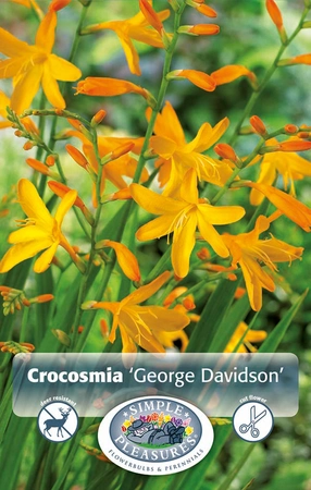 Crocosmia George Davidson | Capper 5 x 16