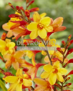 Crocosmia Harlequin PBR