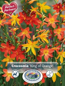 Crocosmia King of Orange Mix | Capper 5 x 16