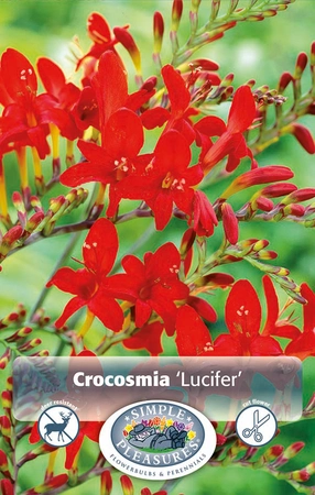 Crocosmia Lucifer | Capper 5 x 16