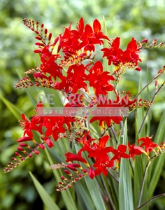 Crocosmia Lucifer