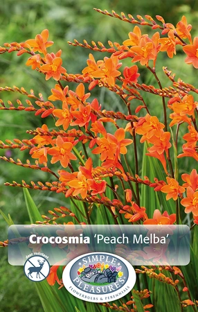 Crocosmia Peach Melba | Capper 5 x 16