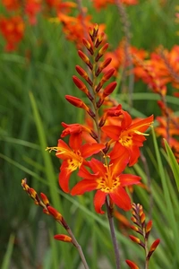 Crocosmia Prince of Orange PBR