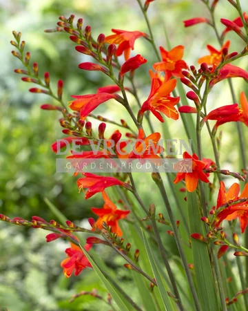 Crocosmia Red King