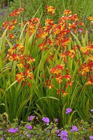 Crocosmia Spanish Ballerina