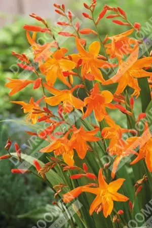 Crocosmia Start Of East | 1000 pce