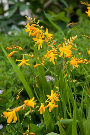 Crocosmia Sunglow | 75 pce