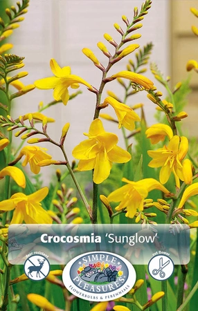 Crocosmia Sunglow | Capper 5 x 16