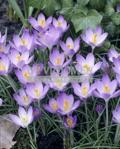 Crocus Barr's Purple