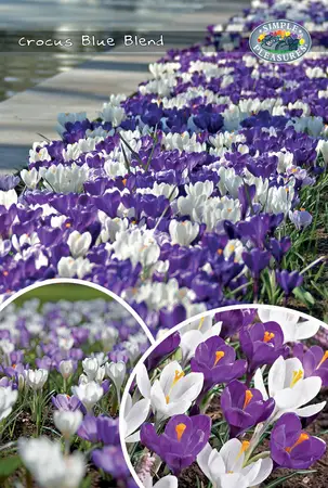 Crocus Blend Blue | Cappers 40 x 30