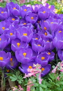 Crocus Blue Ocean