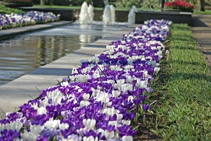 Crocus Butterfly Paradise Blend