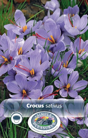 Crocus Fall Flowering Sativus (Corsinii) - Safran | Cappers 10 x 15