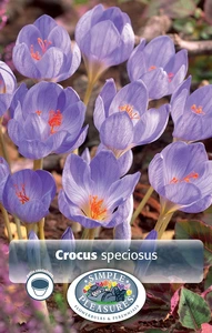 Crocus Fall Flowering Speciosus | Cappers 10 x 15