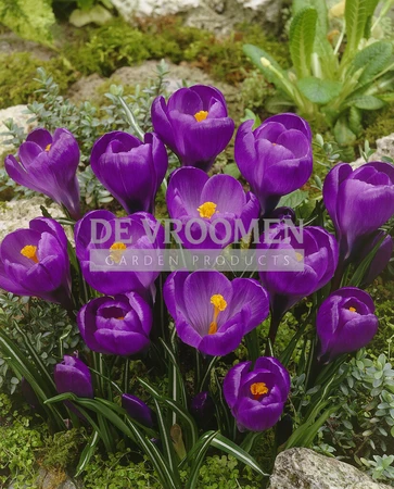 Crocus Flower Record