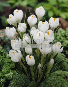 Crocus Jeanne d'Arc