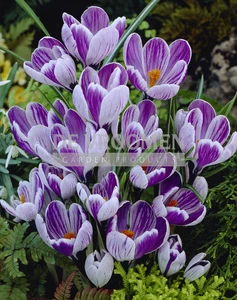 Crocus King of the Striped