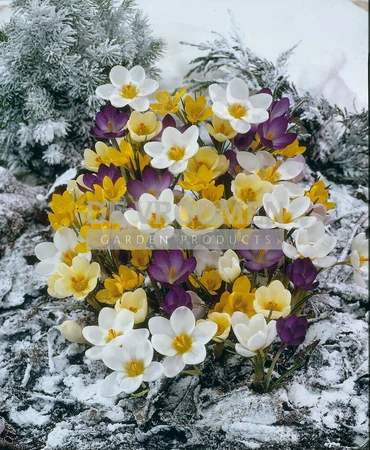 Crocus Botanical Mixed Chrysanthus | 100 pce