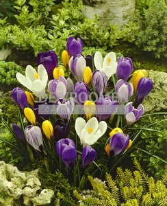 Crocus Mixed vernus