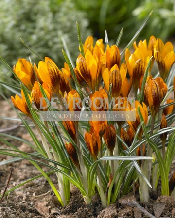 Crocus Botanical Orange Monarch | 100 pce