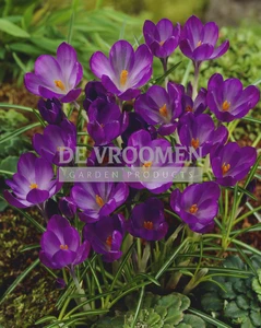 Crocus Botanical Ruby Giant | 100 pce