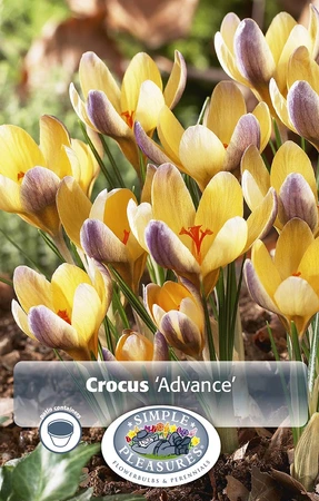 Crocus Specie Advance | Cappers 15 x 20