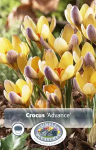 Crocus Specie Advance | Cappers 15 x 20