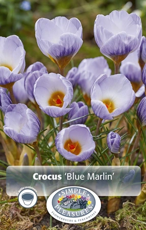 Crocus Specie Blue Marlin | Cappers 20 x 16