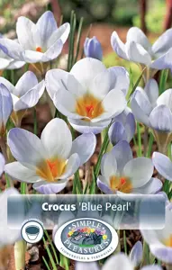 Crocus Specie Blue Pearl | Cappers 20 x 16