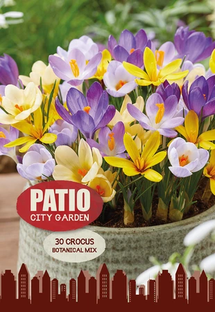 Crocus Specie botanical mix | Cappers 30 x 20